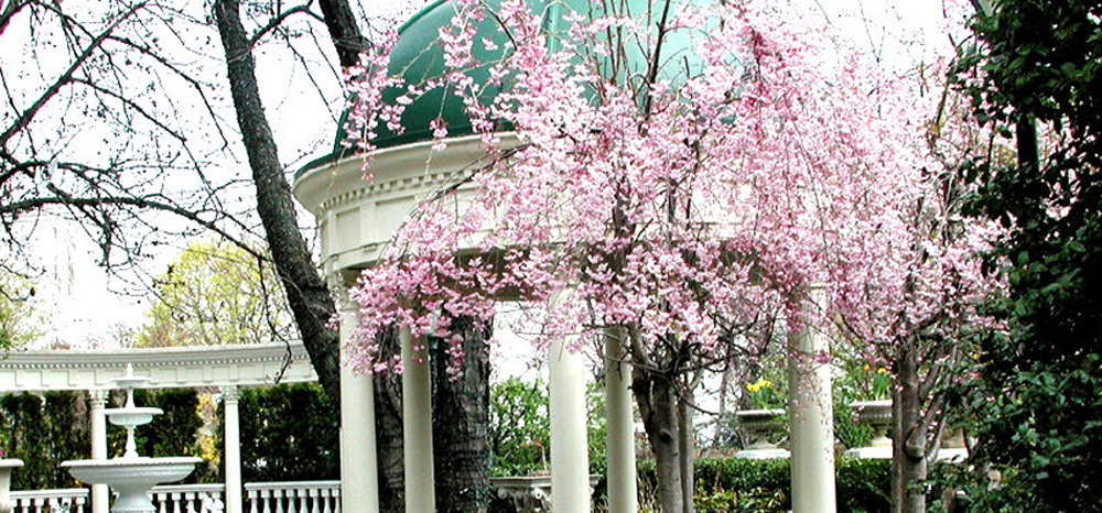 The Brownstone, Cherry Blossoms